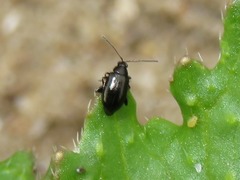 Phyllotreta atra