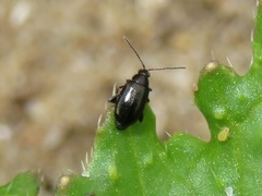 Phyllotreta atra