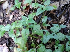 Leidesia procumbens
