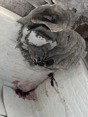 Dolichovespula maculata