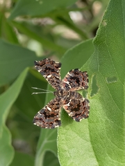 Calydna sturnula