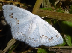 Teldenia specca