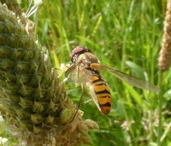 Episyrphus balteatus