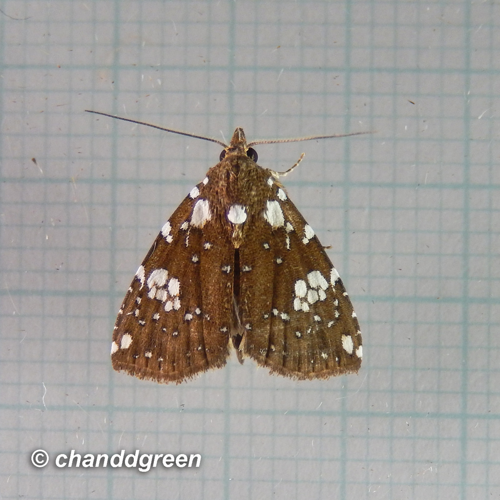 Rivula niveipuncta