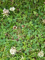 Trifolium repens