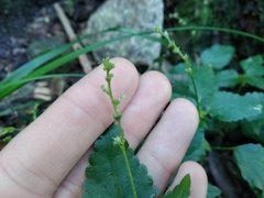 Leidesia procumbens