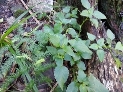 Leidesia procumbens