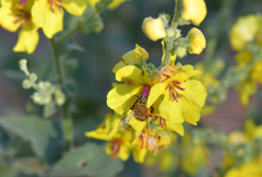 Amegilla garrula