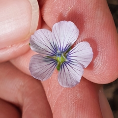 Linum bienne