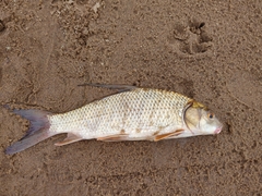 Carpiodes cyprinus