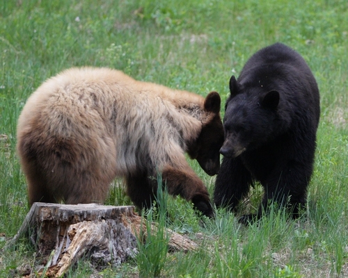 American Black Bear photographed in New Mexico