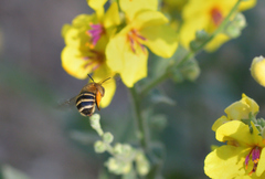 Amegilla garrula