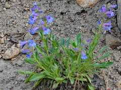 Penstemon watsonii