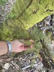 Davallia fejeensis