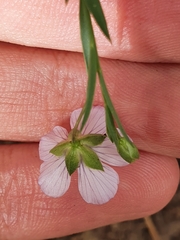 Linum bienne