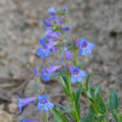 Penstemon watsonii