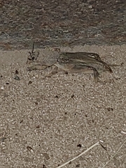 Neoscapteriscus borellii