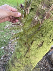 Davallia fejeensis