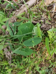 Stephania cephalantha