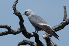 Ictinia mississippiensis