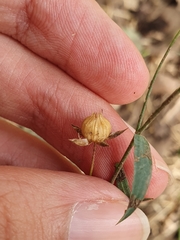 Linum bienne