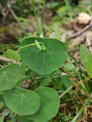 Stephania cephalantha