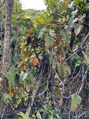 Philodendron erubescens