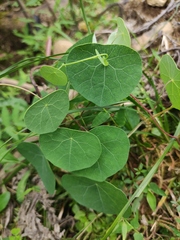 Stephania cephalantha