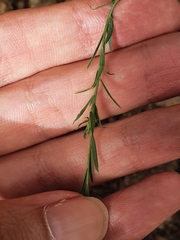 Linum bienne