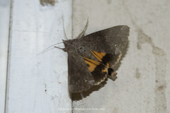 Hypocala deflorata