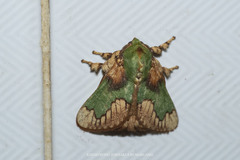 Parasa pastoralis
