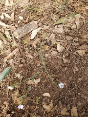 Linum bienne