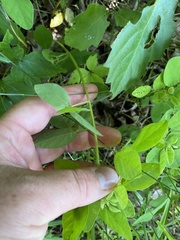Desmodium marilandicum