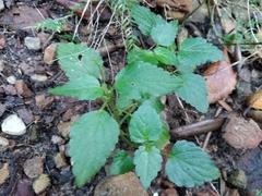 Leidesia procumbens