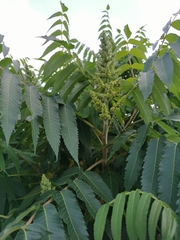 Rhus typhina