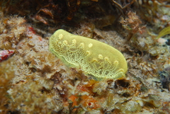 Botrylloides perspicuus