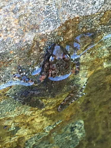 Corsican Painted Frog, Haute-Corse, Corse, FR, photo 7 of 10