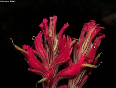 Castilleja spiranthoides