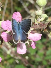 Plebejus bellieri