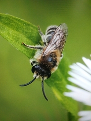 Colletes