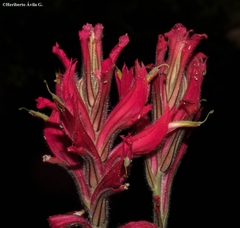 Castilleja spiranthoides