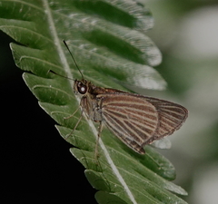 Parphorus storax