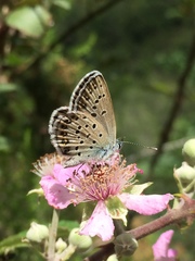 Plebejus bellieri