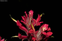 Castilleja spiranthoides