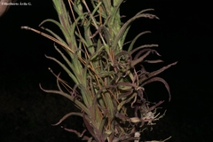 Castilleja spiranthoides