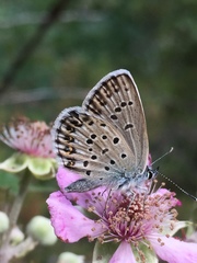 Plebejus bellieri