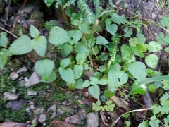 Leidesia procumbens
