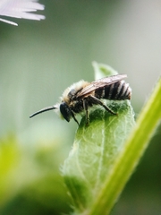 Colletes