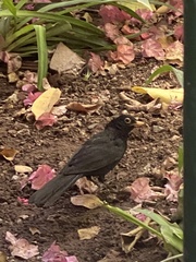 Turdus merula