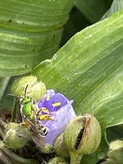Agapostemon virescens
